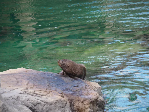Pairi Daiza (Brugelette, Belgium)